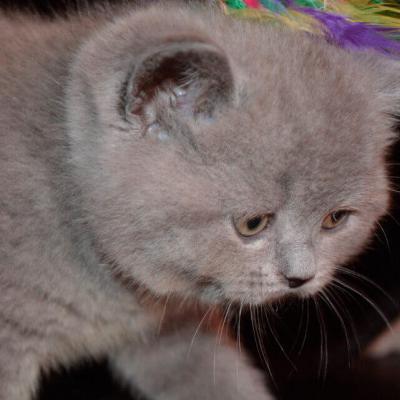 Британский голубой котёнок в возрасте 1 месяц, фото