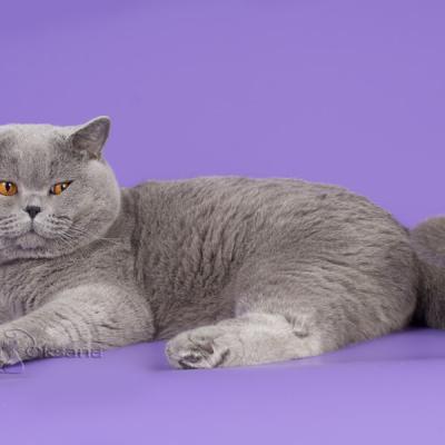 Фото красивого голубого британского кота