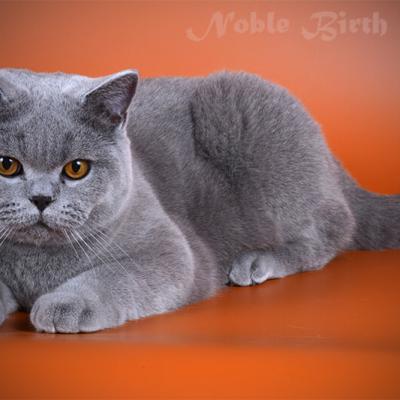 Фото красивого голубого британца-кота
