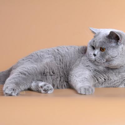 Фото голубых британских котов.