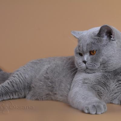 Британские голубые коты, фото