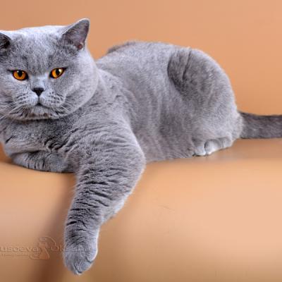 Светло-голубой окрас британских котов, фото голубого кота британской породы Цезаря