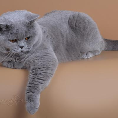 Британец кот голубого окраса,  фото
