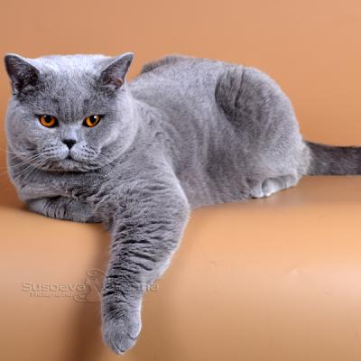 Фото Цезаря - голубого британского кота