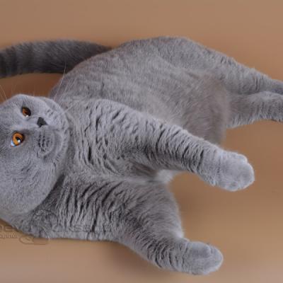 Фото голубого британского короткошерстного кота 