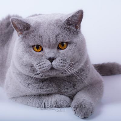 Британский короткошерстный голубой  кот, фото