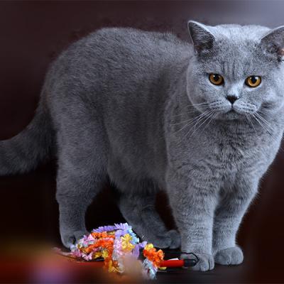 Фото британского голубого кота Цезаря