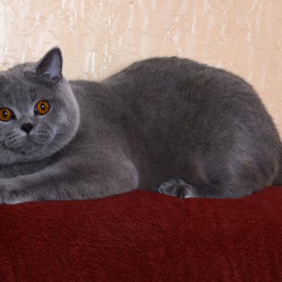 Кот британской короткошерстного породы голубого (серого) цвета , фото 