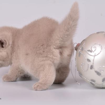 Плюшевый британский котёнок в возрасте до месяца, фото 