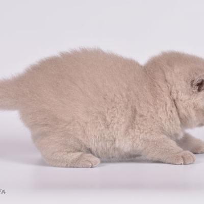 Равномерный окрас шерсти у британского лилового котёнка, фото