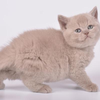 Лиловый британский котёнок котик , продажа британских котят в питомнике