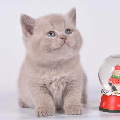 Фото британского плюшевого котёнка из питомника