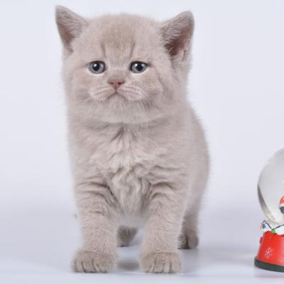 Лиловый британский котёнок Эдисон, фото
