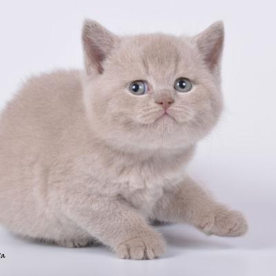 Фото британского котёнка лилового окраса по имени Эдисон
