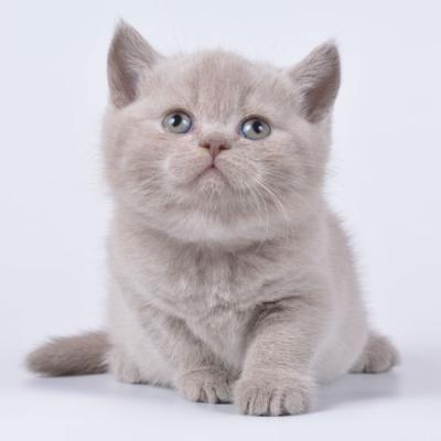 Фото лилового британского котёнка, цена лиловых британских котят