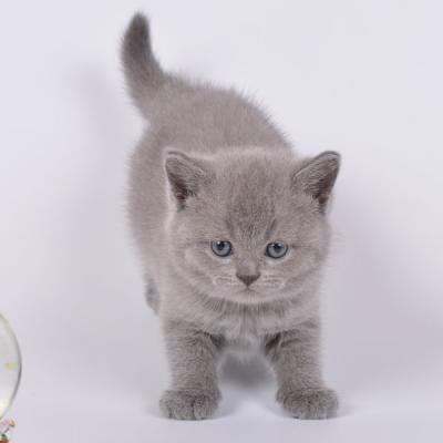 Котёнок 1,5 месяца  серый 