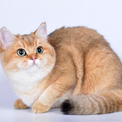 британская кошка окраса золотая шиншилла