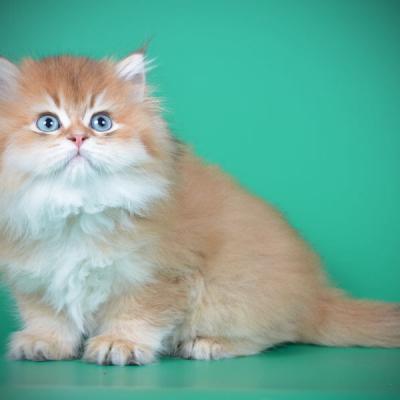 Фото британского золотого длинношерстного котёнка