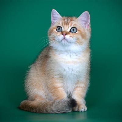 Фото британских короткошерстный котят окраса чёрное золото