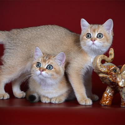 Британские котята золотого окраса, фото