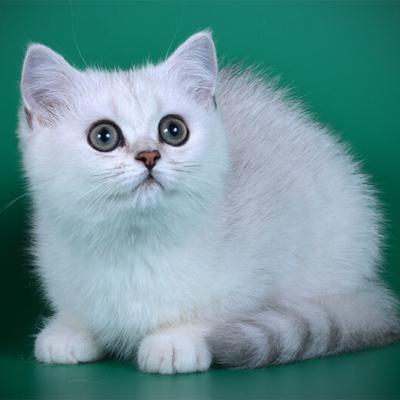 Серебристый британский кот фото, британец котёнок окраса серебро, серебристый котёнок окраса серебристая шиншилла