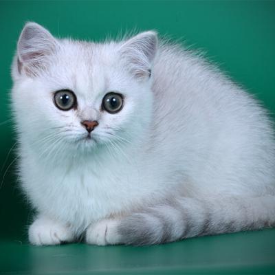 Серебристая британская кошка фото, фото кошки окраса серебристая шиншилла 