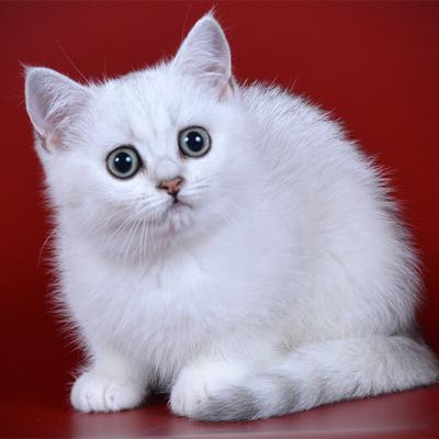 Серебристый затушёванный британский котёнок фото