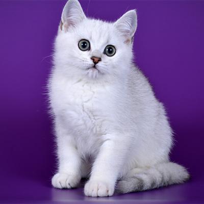 британский кот серебристый фото