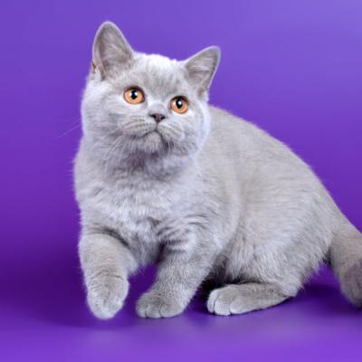 Лиловый британский кот фото, британский кот лилового окраса фото