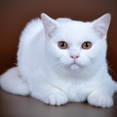 Белая британская кошка фото