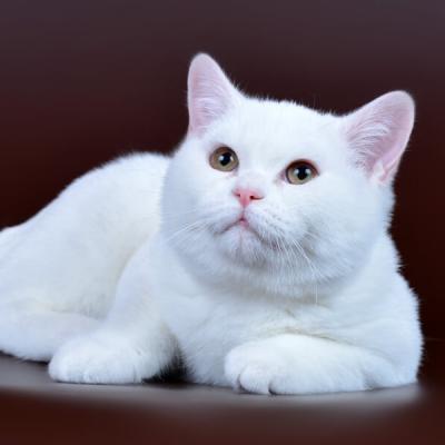 Британский кот белого цвета фото