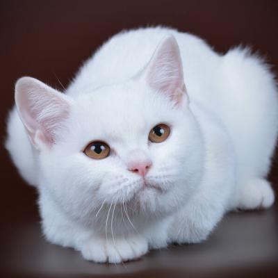 Фото белого британского котёнока