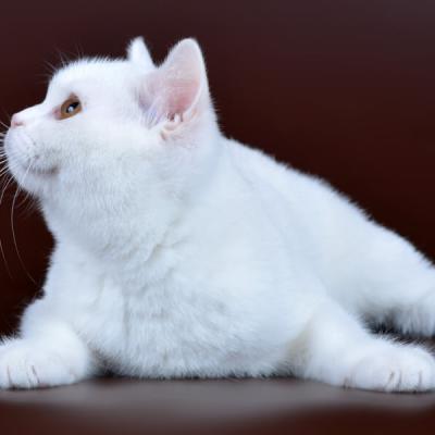 Белый британский кот фото