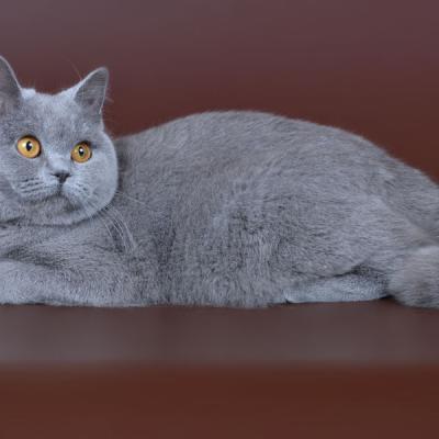 Британская короткошерстная кошка голубого цвета, фото от автора Сусоева Оксана