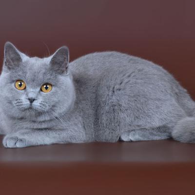 Британский короткошерстный котёнок голубого (серого) цвета, фото