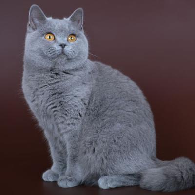 Голубой окрас британских кошек, фото
