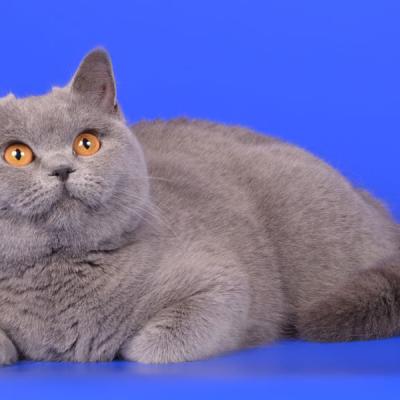 Кошка британской породы светло-серого цвета, фото