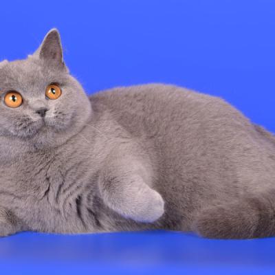 Фото красивой голубой британской кошки
