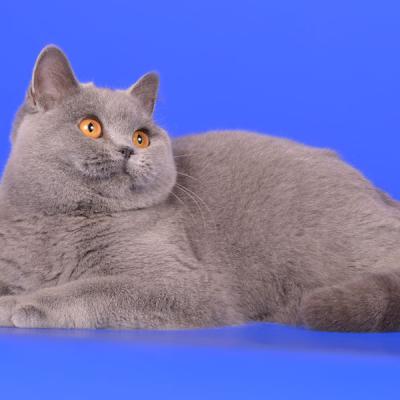 Фото голубой британской кошки, фотосессия от фотографа животных в Минске