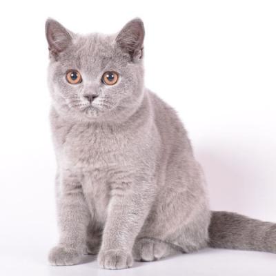 Фото британского голубого котёнка-кошки 