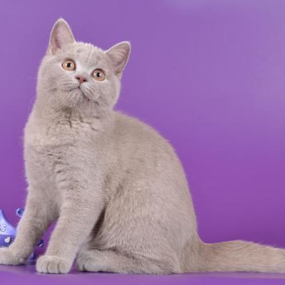 Британская короткошерстный кошка голубого окраса