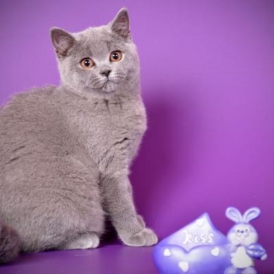 Фото голубой британской короткошерстного кошки
