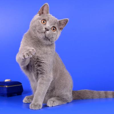 Британская кошка голубого окраса, фото