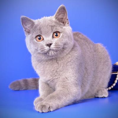 Фото красивого голубого британского котёнка кошки