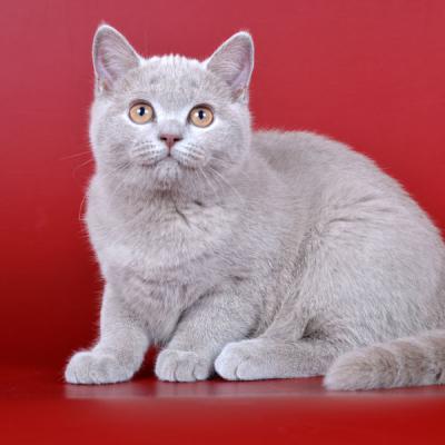 Фото британского короткошерстного кота-котёнка, автор - фотограф животных в Минске