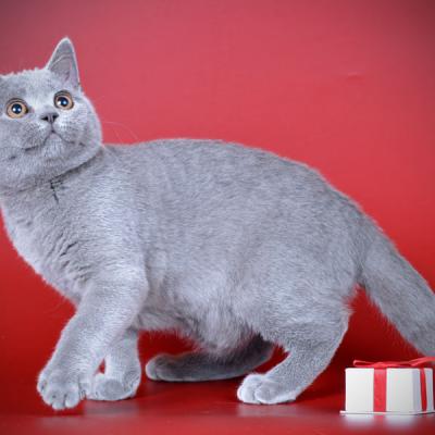 Фото окраса голубой солидный в британской породе кошек, фото
