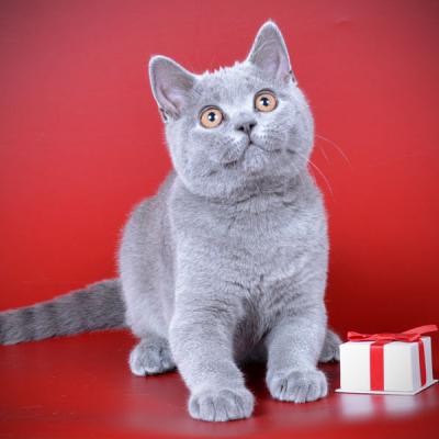 Фото британских короткошерстный котят голубого солидного окраса