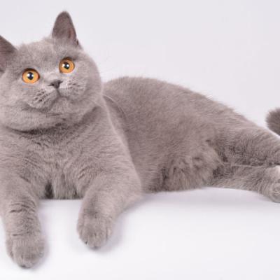 Фото голубого окраса британских кошек ( котов) 