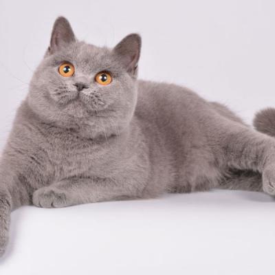 Фото голубой британской кошки из питомника кошек в Минске