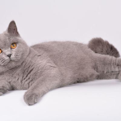 Голубая британская кошка , фото окраса